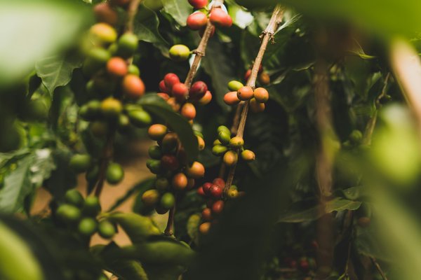 Comment choisir une croisière qui inclut des visites des plantations de café au Costa Rica?